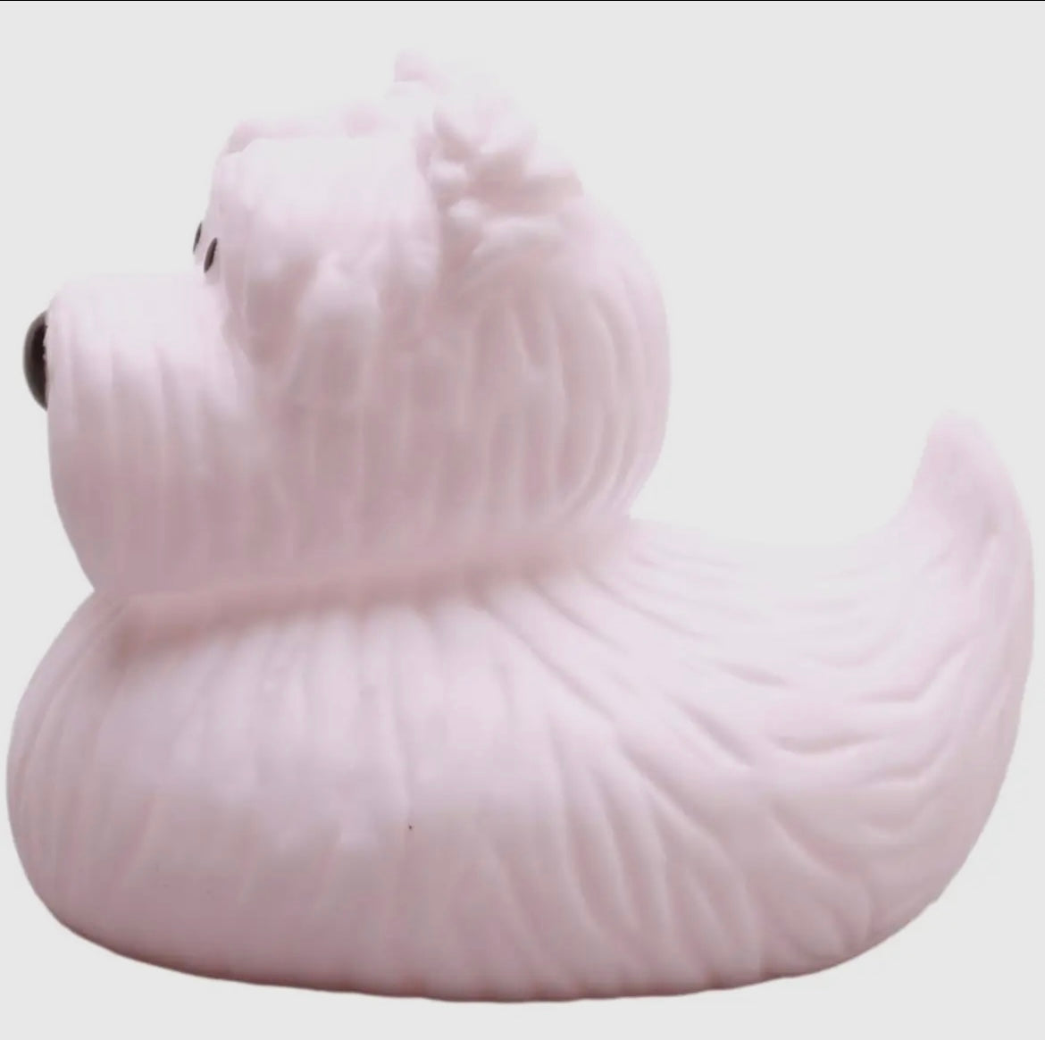 Canard westie blanc