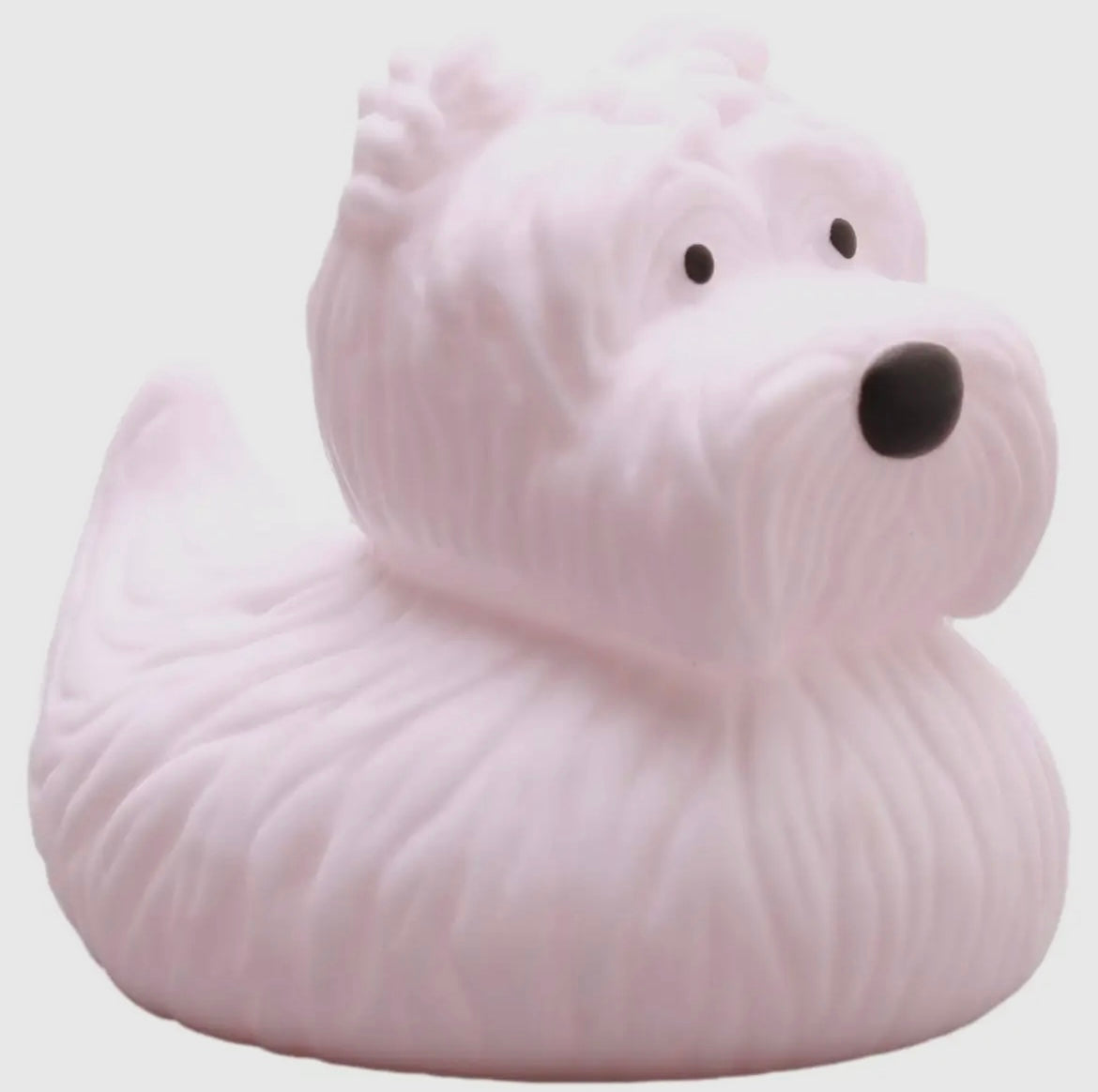 Canard westie blanc